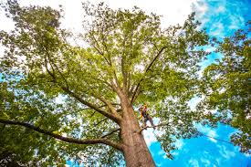 Seasonal Cleanup in Dawsonville, GA