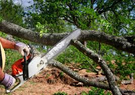 Best Emergency Tree Removal  in Dawsonville, GA