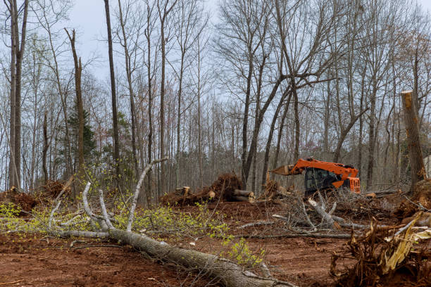 How Our Tree Care Process Works  in  Dawsonville, GA