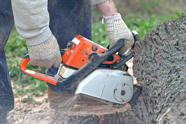 Reliable Dawsonville, GA Tree Services Solutions