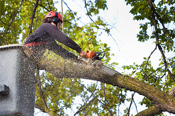 Best Tree Planting  in Dawsonville, GA